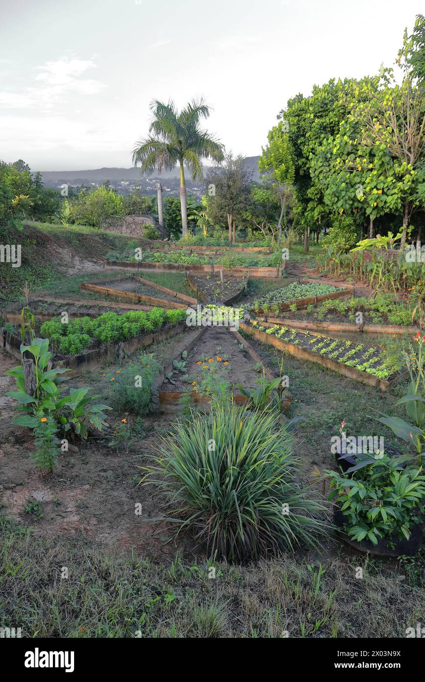 160 piccolo boschetto radiale con appezzamenti triangolari allungati, alcuni a riposo, per colture vegetali sul dolce pendio di una collina nella valle di Viñales. Cuba. Foto Stock