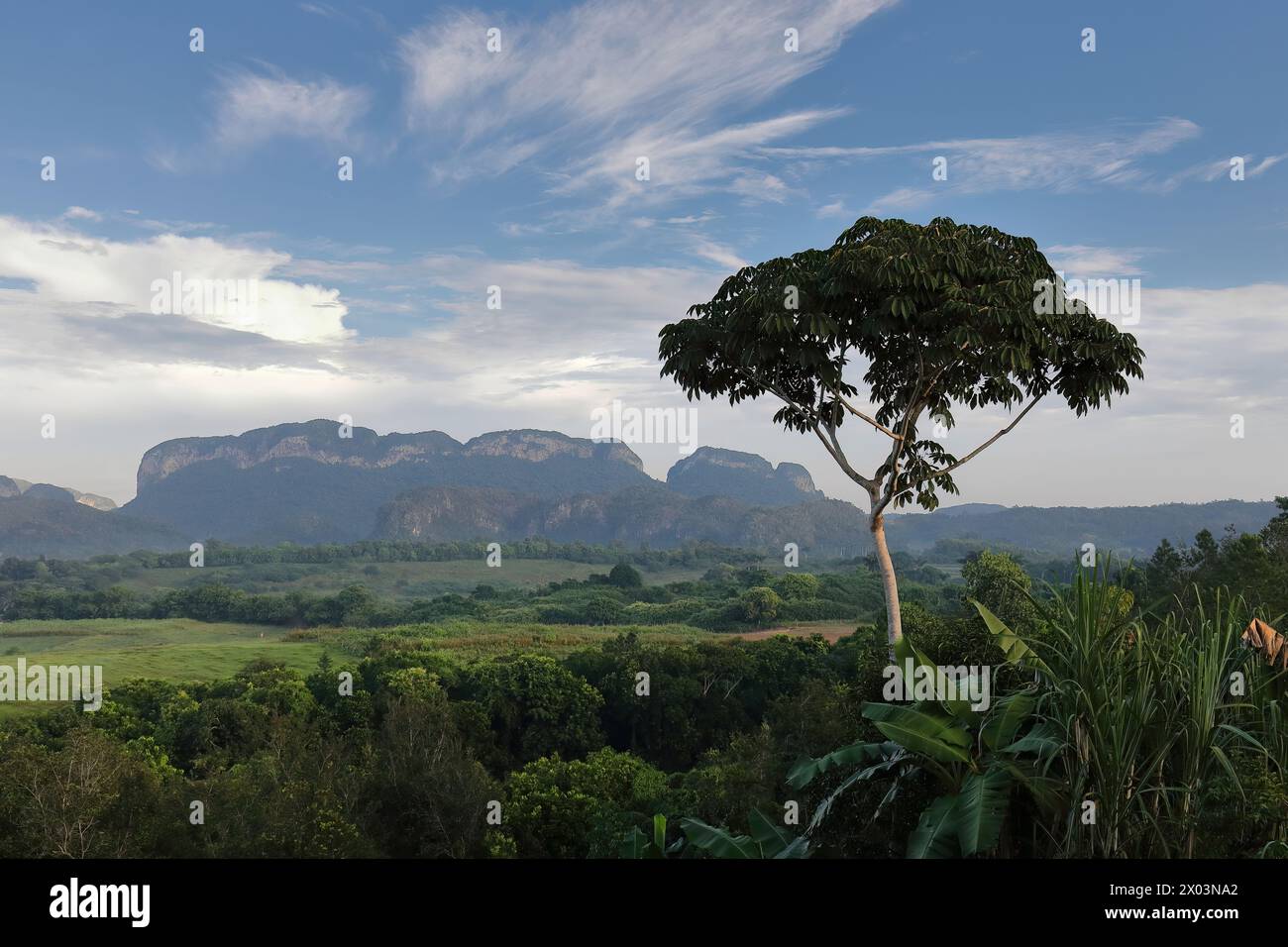 161 Ceibon, mogotes Robustiano -sinistra, destra- e la Esmeralda, sostenuto dalla Sierra de los Organos, tutti visti dalla Valle del Silencio. Viñales-Cuba. Foto Stock