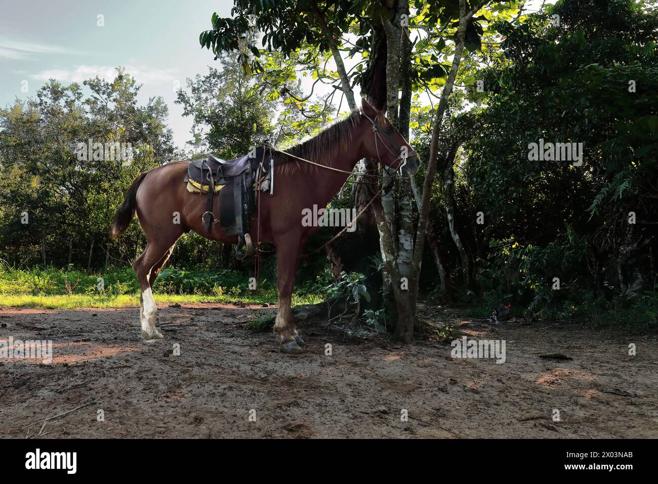 164 fune di castagno o cavalletto legato a un giovane albero di Ceibon in attesa del ritorno del cavaliere. Valle de Viñales-Cuba. Foto Stock