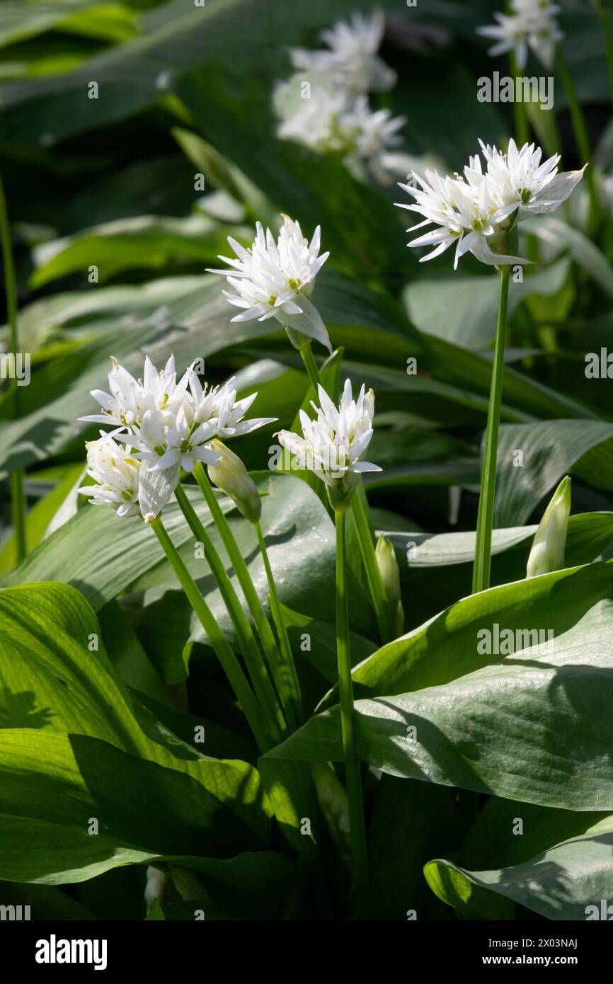 Ramson freschi coltivati con fiori bianchi da vicino all'aperto Foto Stock