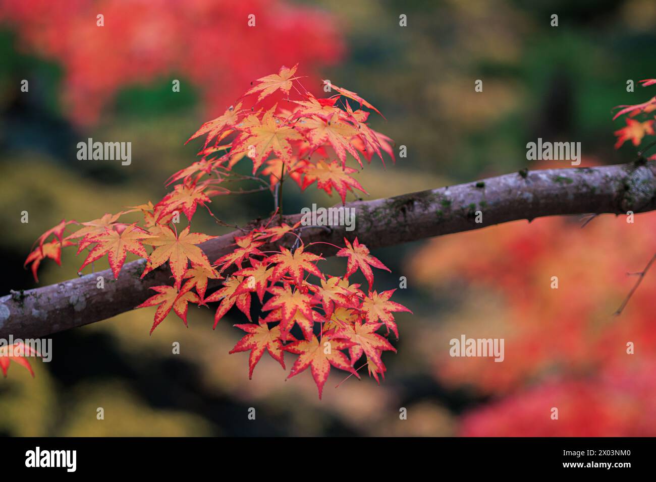 Dettaglio di foglie di acero rosso vivace su un ramo in Giappone Foto Stock