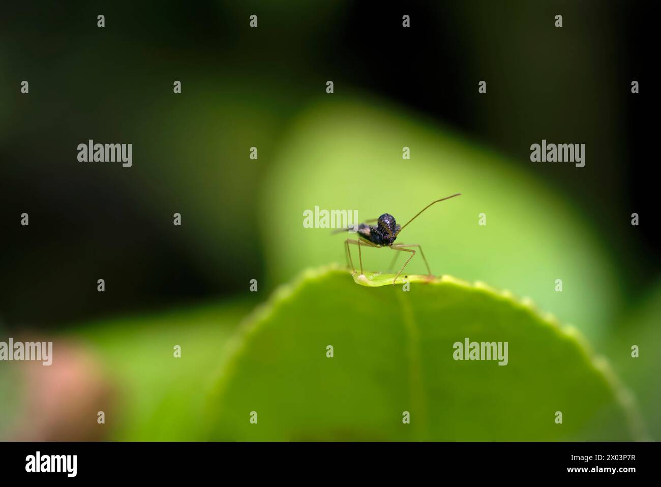 Primo piano di una cimice del pizzo andromeda (Stephanitis takeyai) su una foglia, guardando nella macchina fotografica, macro fotografia, insetti, natura, biodiversità Foto Stock