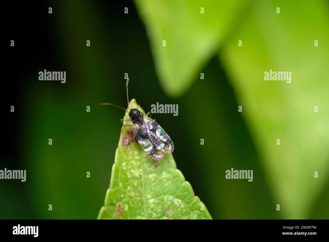 Primo piano di una cimice di pizzo andromeda (Stephanitis takeyai) su una foglia, macro fotografia, insetti, natura, biodiversità Foto Stock