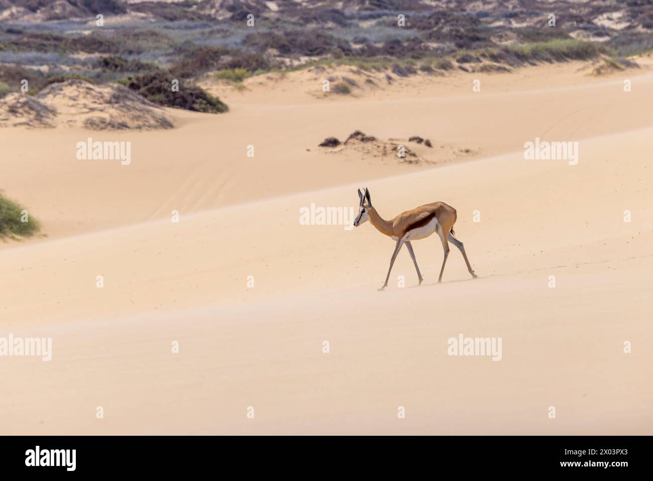 Foto di uno springbok con corna su una duna di sabbia nel deserto del Namib in Namibia durante il giorno Foto Stock