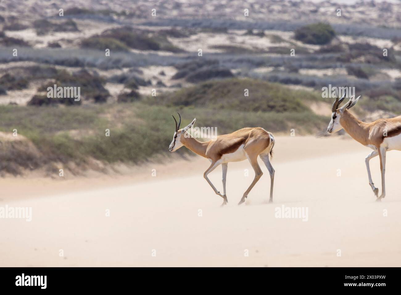 Foto di due springbok con corna su una duna di sabbia nel deserto del Namib in Namibia durante il giorno Foto Stock