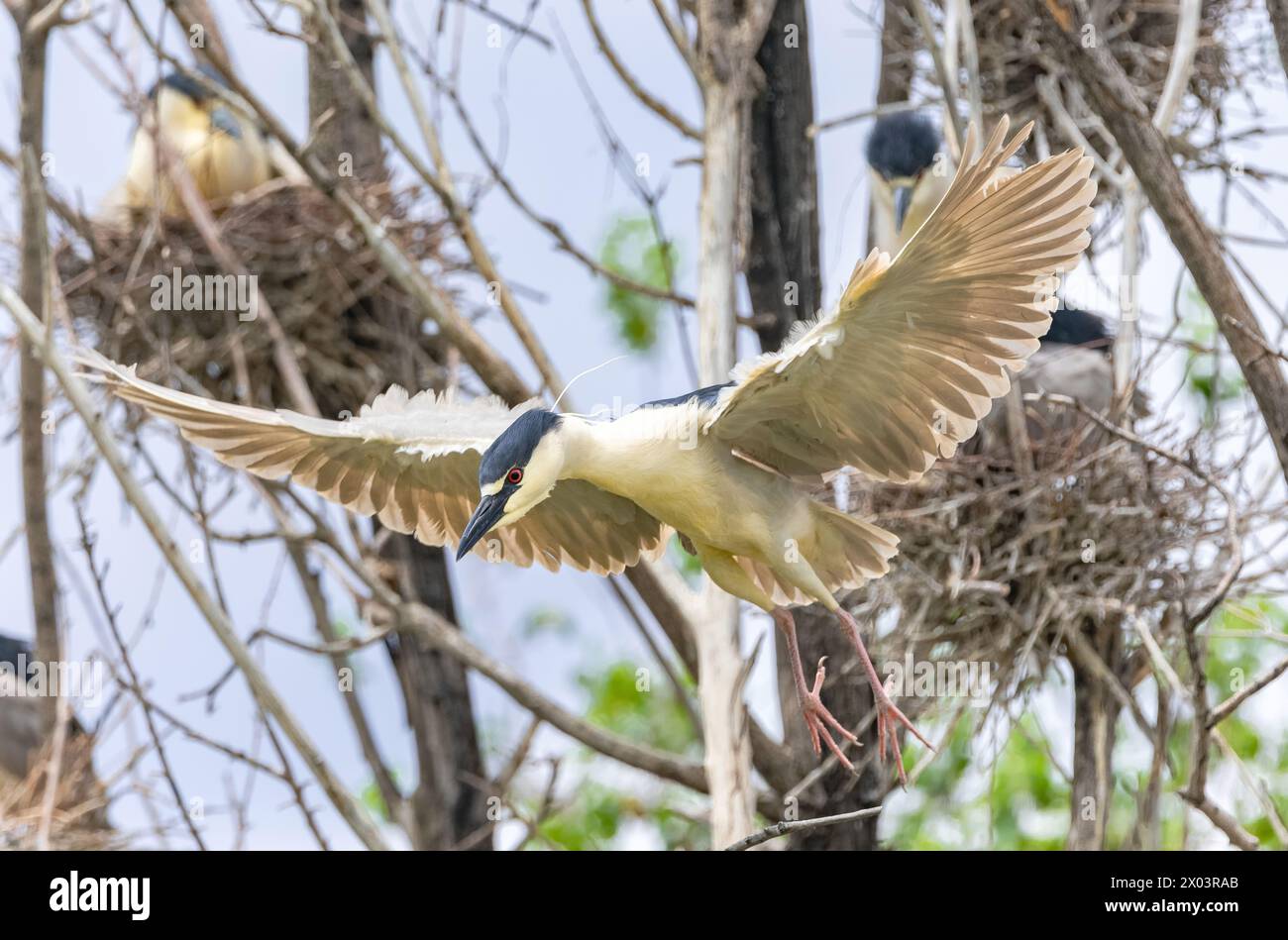 Un Heron notturno con corona nera che vola attraverso una colonia nidificante con ali aperte e le gambe rosa che sono osservabili durante la stagione riproduttiva. Foto Stock