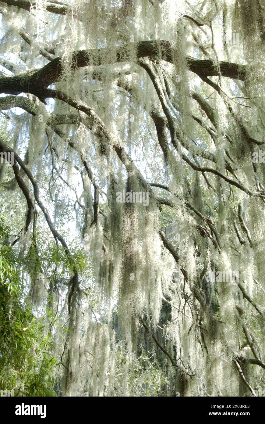 Muschio spagnolo (Tillandsia usneoides) che cresce su grandi alberi - Gainesville, Florida, USA Foto Stock