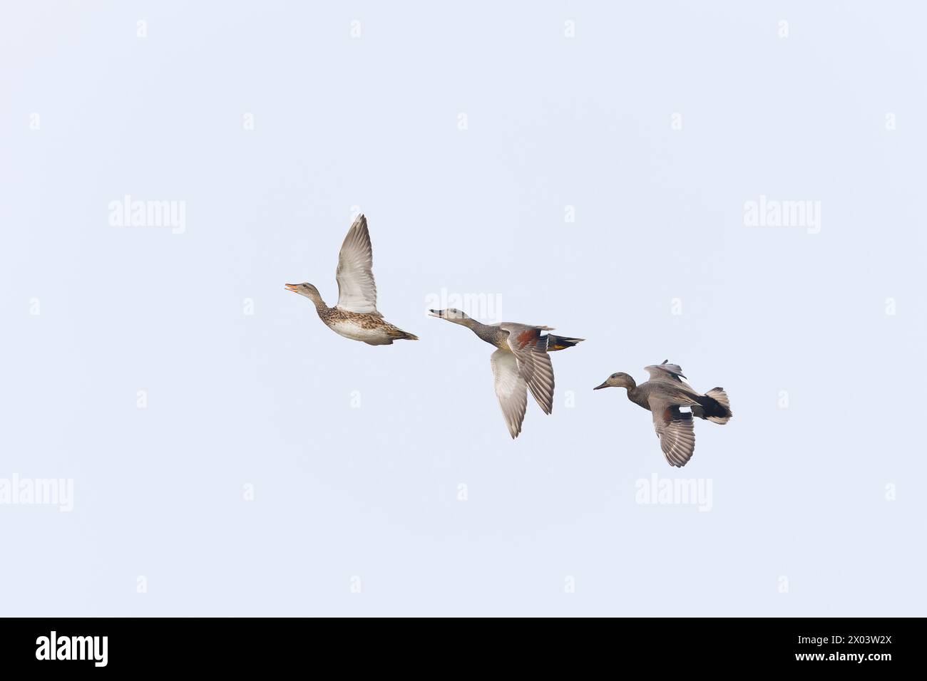 Gadwall Anas strepera, 3 adulti in volo, 2 maschi in cerca di donne, Minsmere RSPB Reserve, Suffolk, Inghilterra, aprile Foto Stock