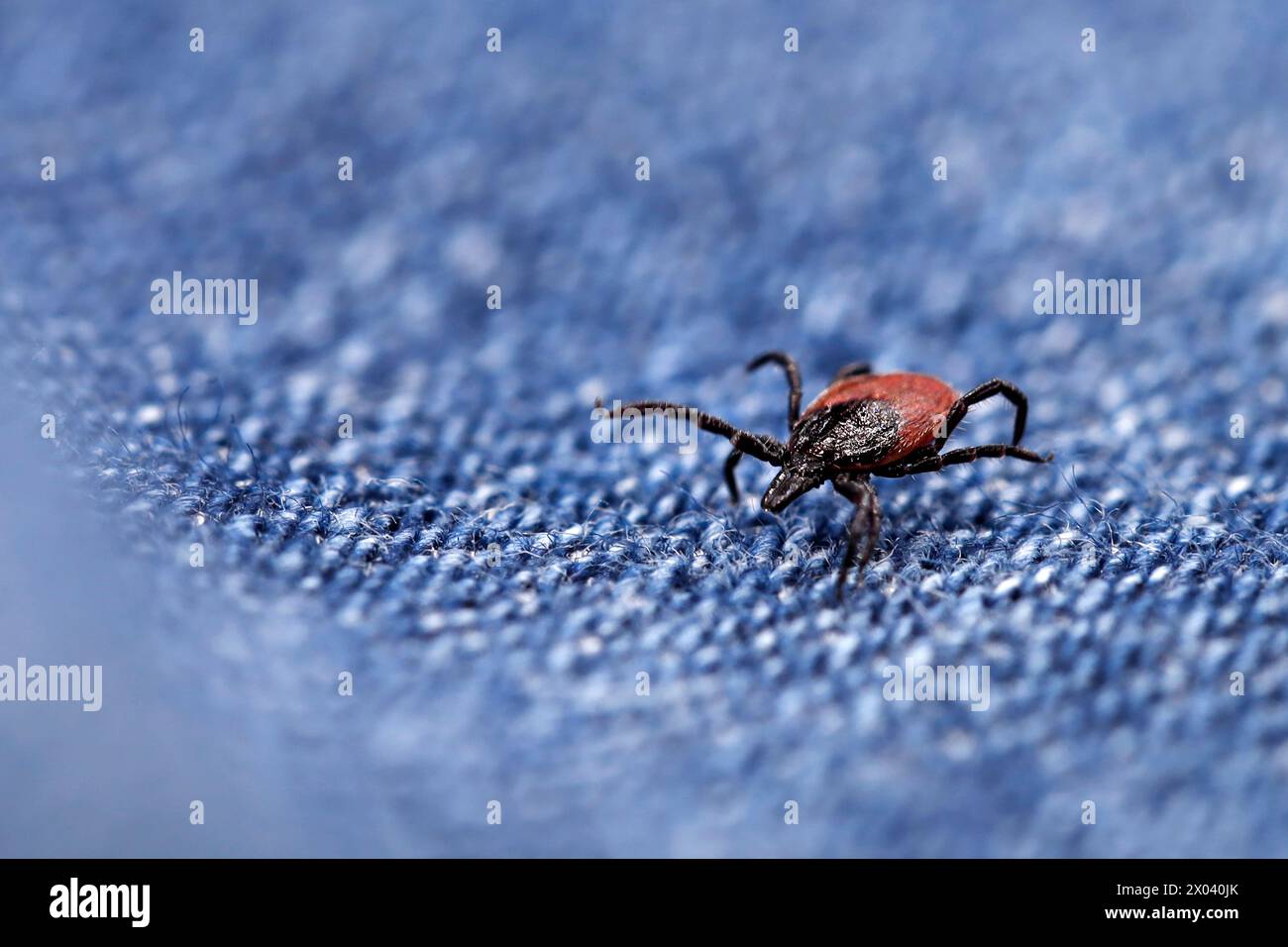 primo piano di un cervo strisciante su un jeans blu, pericoloso parassita sugli abiti dopo una passeggiata nella natura in primavera Foto Stock