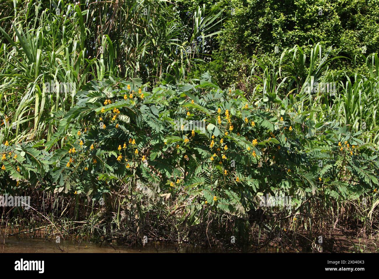 Mangerioba grande o Maria Mole, Senna reticulata, Caesalpinioideae, Fabaceae. Tortuguero, Costa Rica, America centrale. Foto Stock