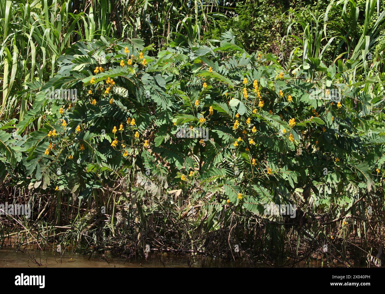 Mangerioba grande o Maria Mole, Senna reticulata, Caesalpinioideae, Fabaceae. Tortuguero, Costa Rica, America centrale. Foto Stock