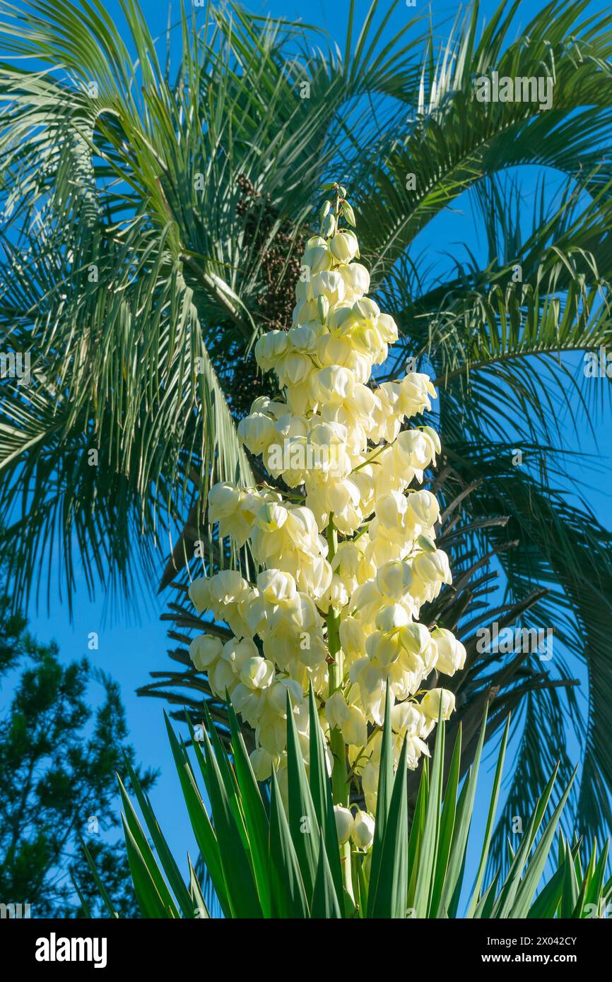 Bellissimi fiori bianchi di Yucca gloriosa. L'ago di Adamo, la gloriosa yucca, il candeliere del Signore, il giglio del tumulo, la yucca montuosa, giglio di palma, candela romana, se Foto Stock