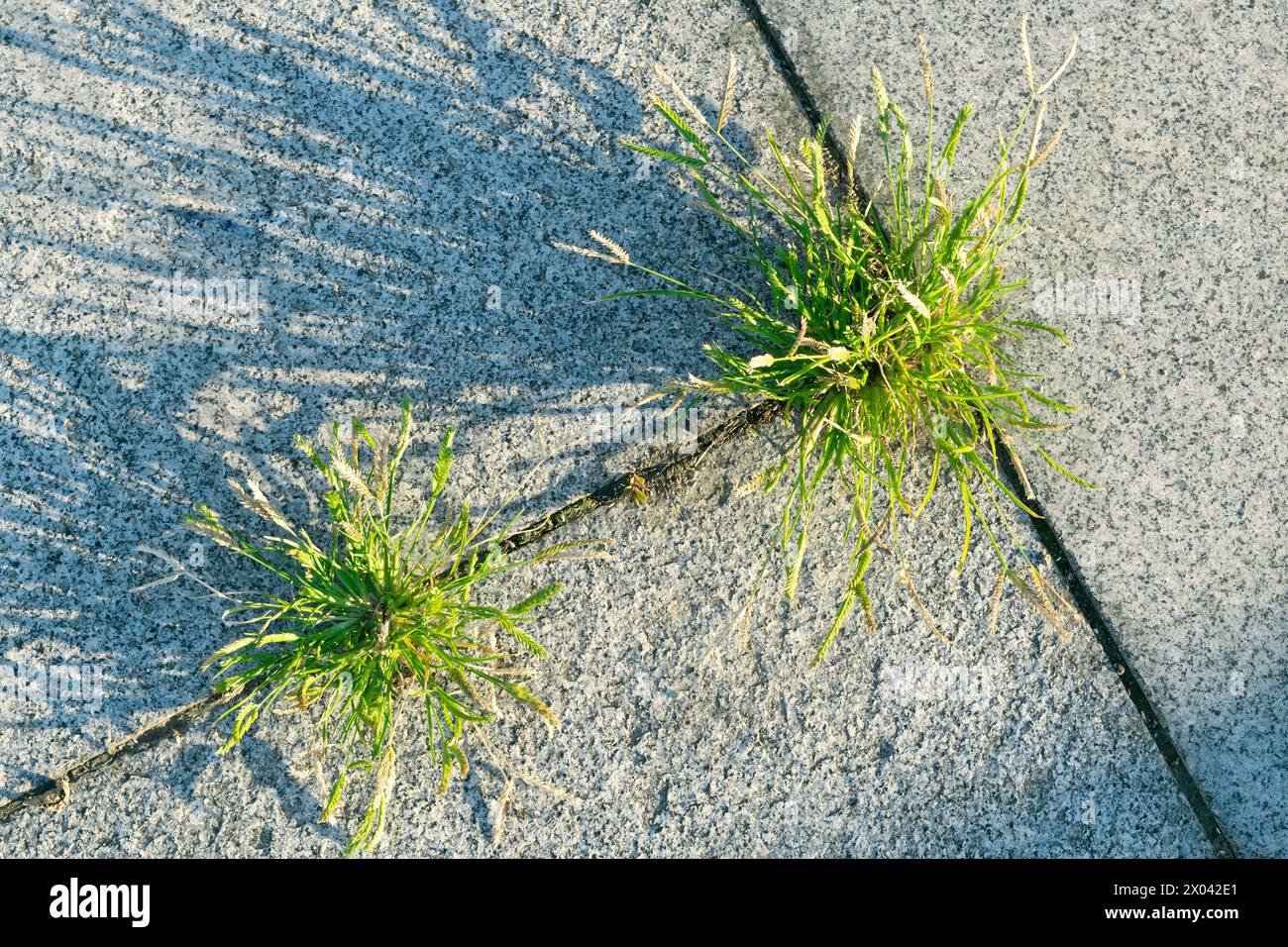 L'erba penetra nelle lastre di cemento. Nonostante tutto. Nuova vita. Natura. Foto Stock