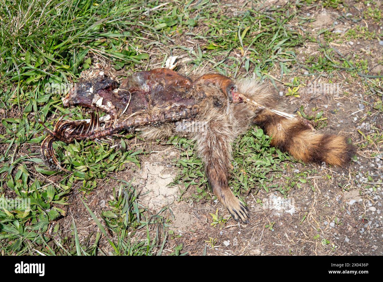 Van Wert, Ohio - i resti di un procione (procione) lungo Slane Road nella zona rurale dell'Ohio nord-occidentale. Foto Stock