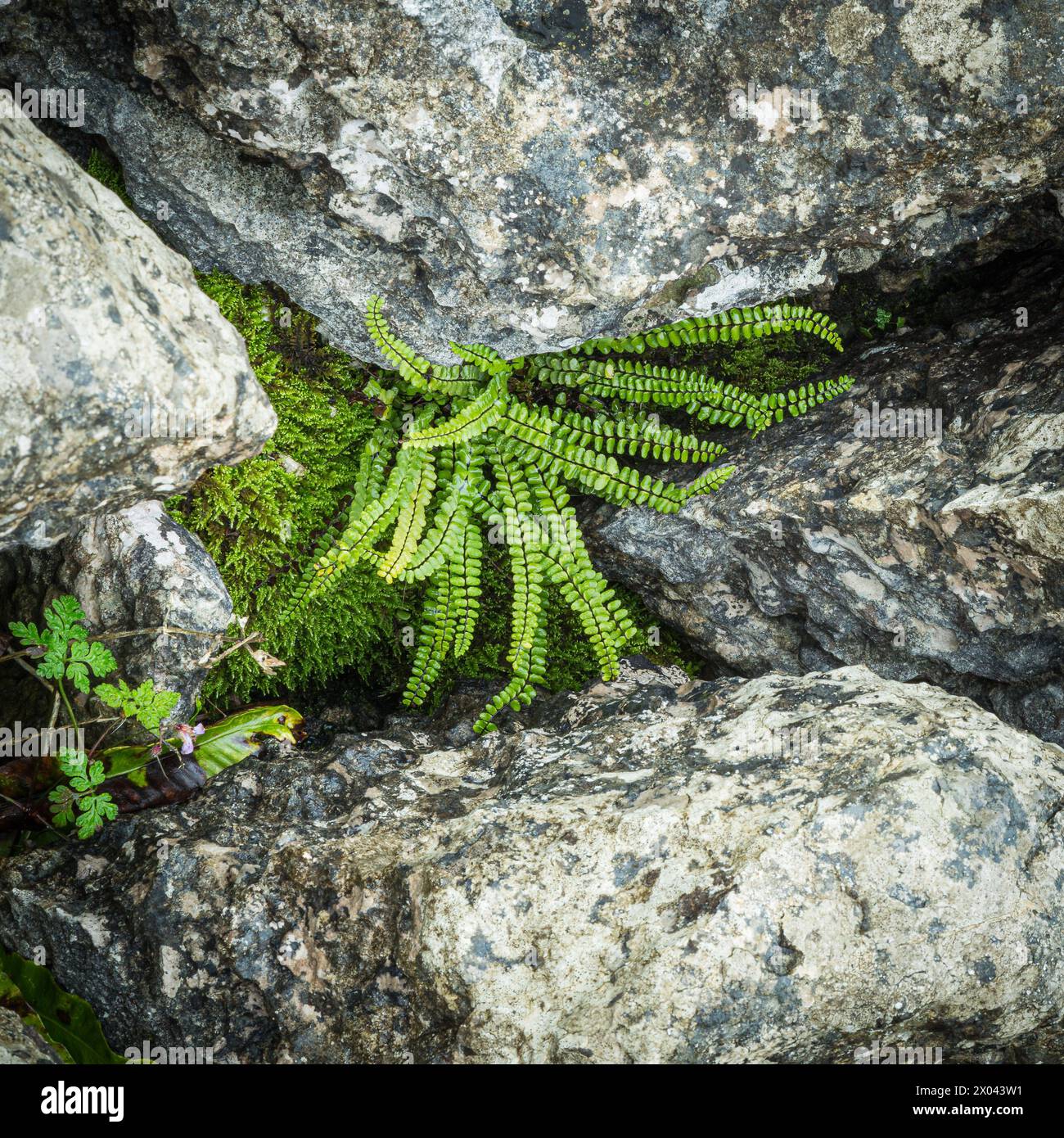 Felce e muschio che crescono tra blocchi di calcare vicino a Malham, Yorkshire Dales, Inghilterra. Foto Stock