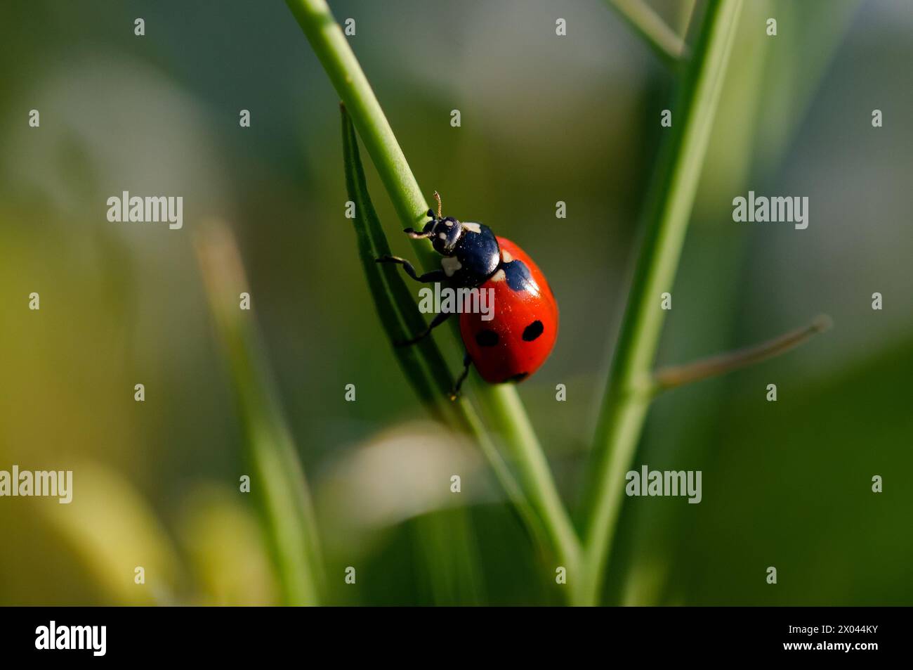 macro fotografia primaverile Foto Stock