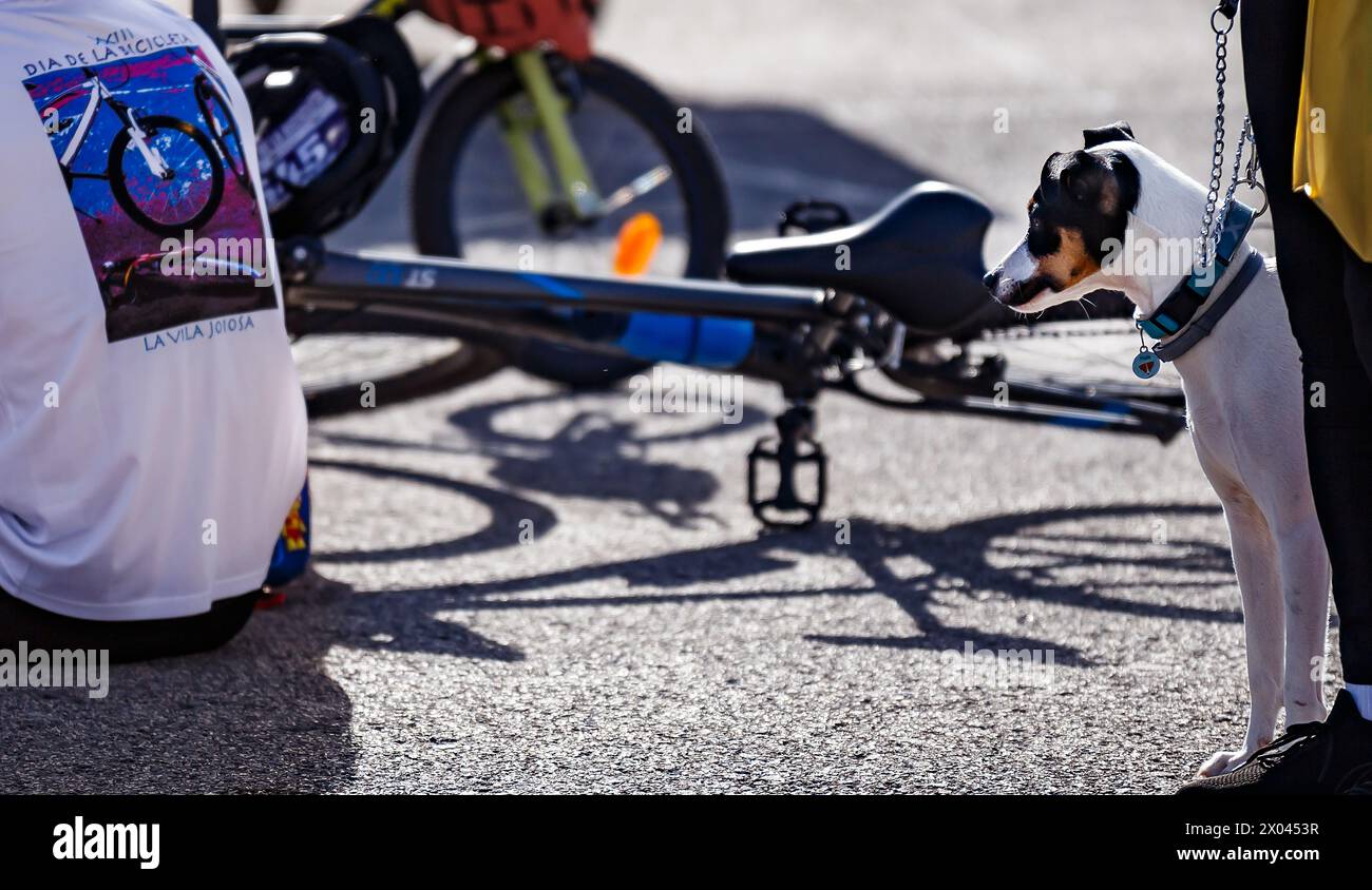 Cane nella giornata in bicicletta a Villajoyosa Foto Stock