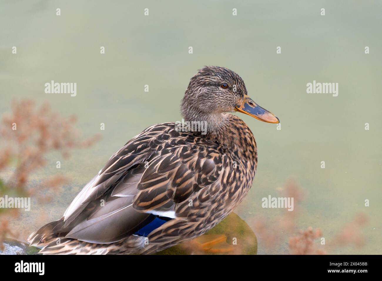 Donna domestica in uno stagno. Anatra selvatica in natura, Anas platyrhynchos. Foto Stock