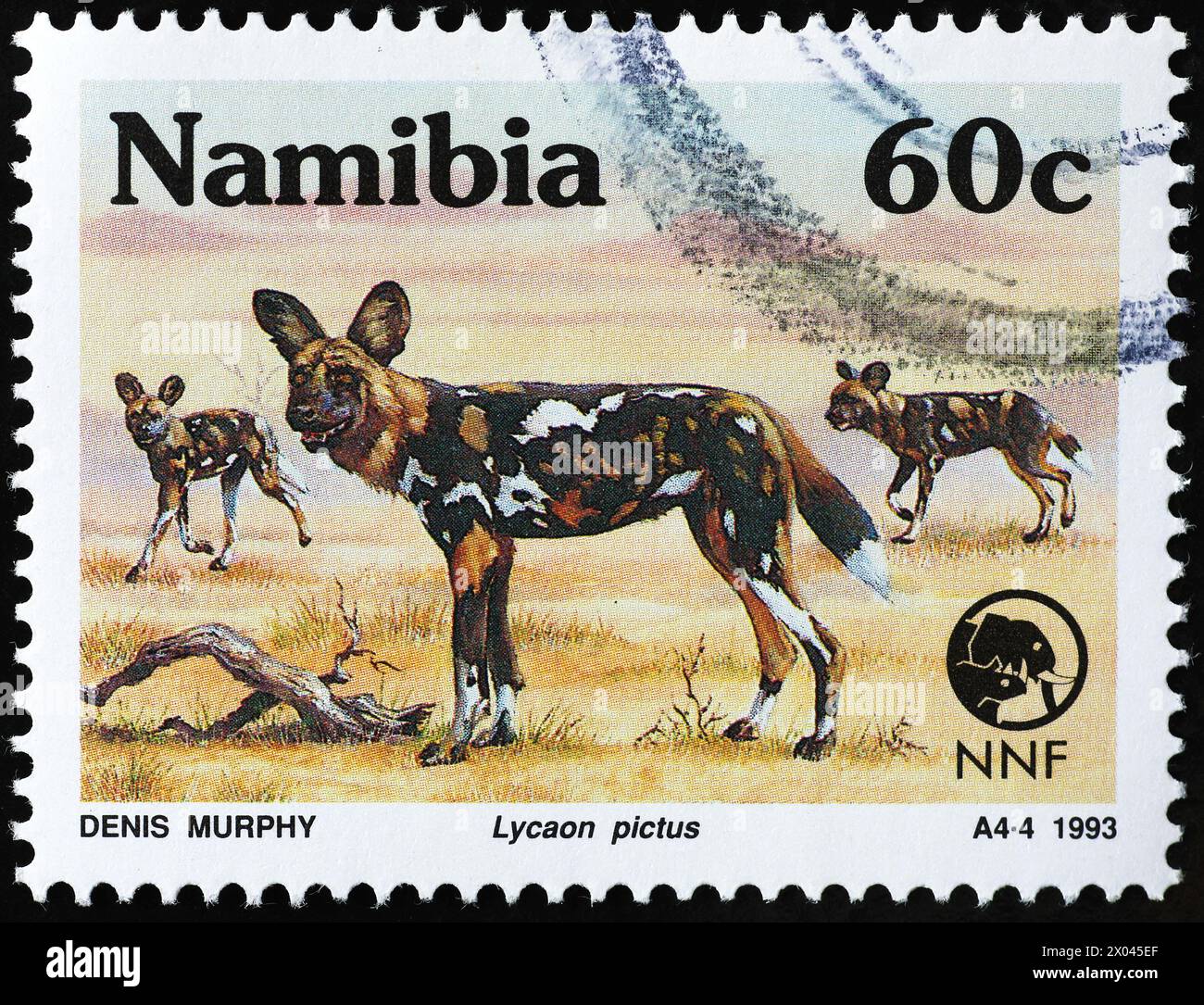 Tre cani selvatici sul francobollo della Namibia Foto Stock