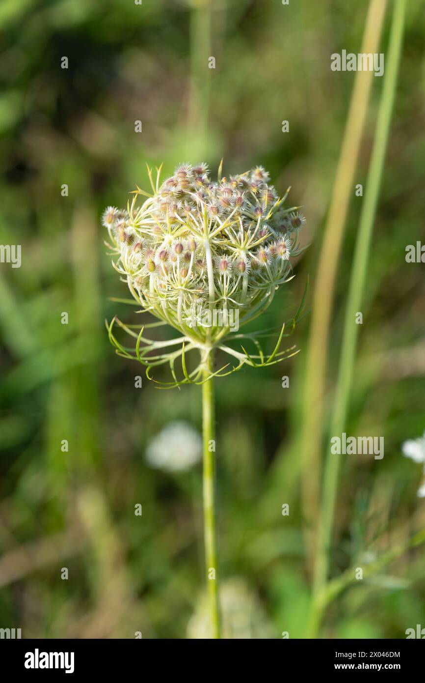 Daucus carota, carota selvatica in un prato, primo piano. Carota selvatica europea, nido di uccello, pizzo vescovile, pizzo della regina Anna Foto Stock