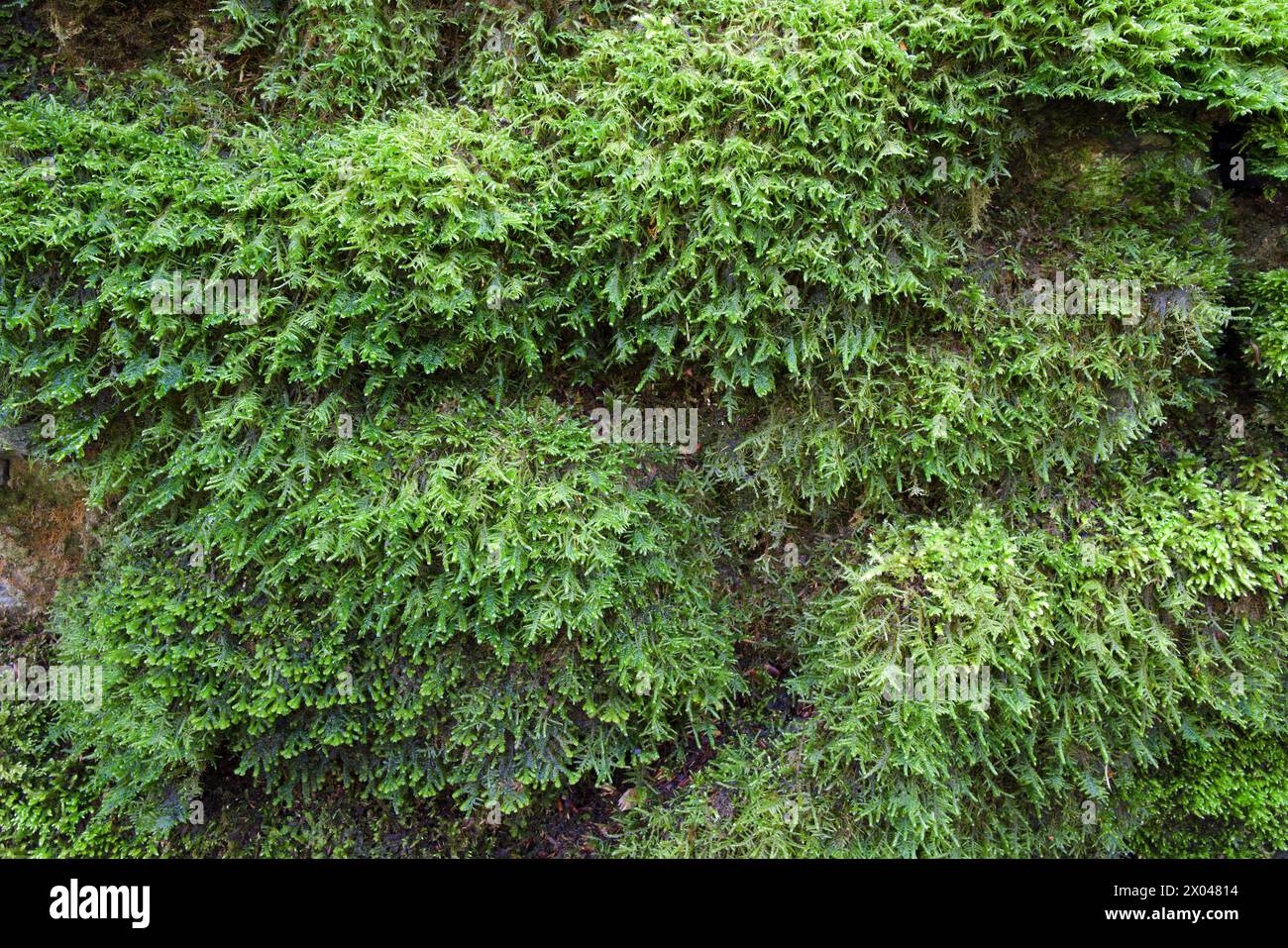 La Neckera complanata (Flat Neckera) cresce su rocce ombreggiate e ricche di basi. È ampiamente distribuito nel Regno Unito. Foto Stock