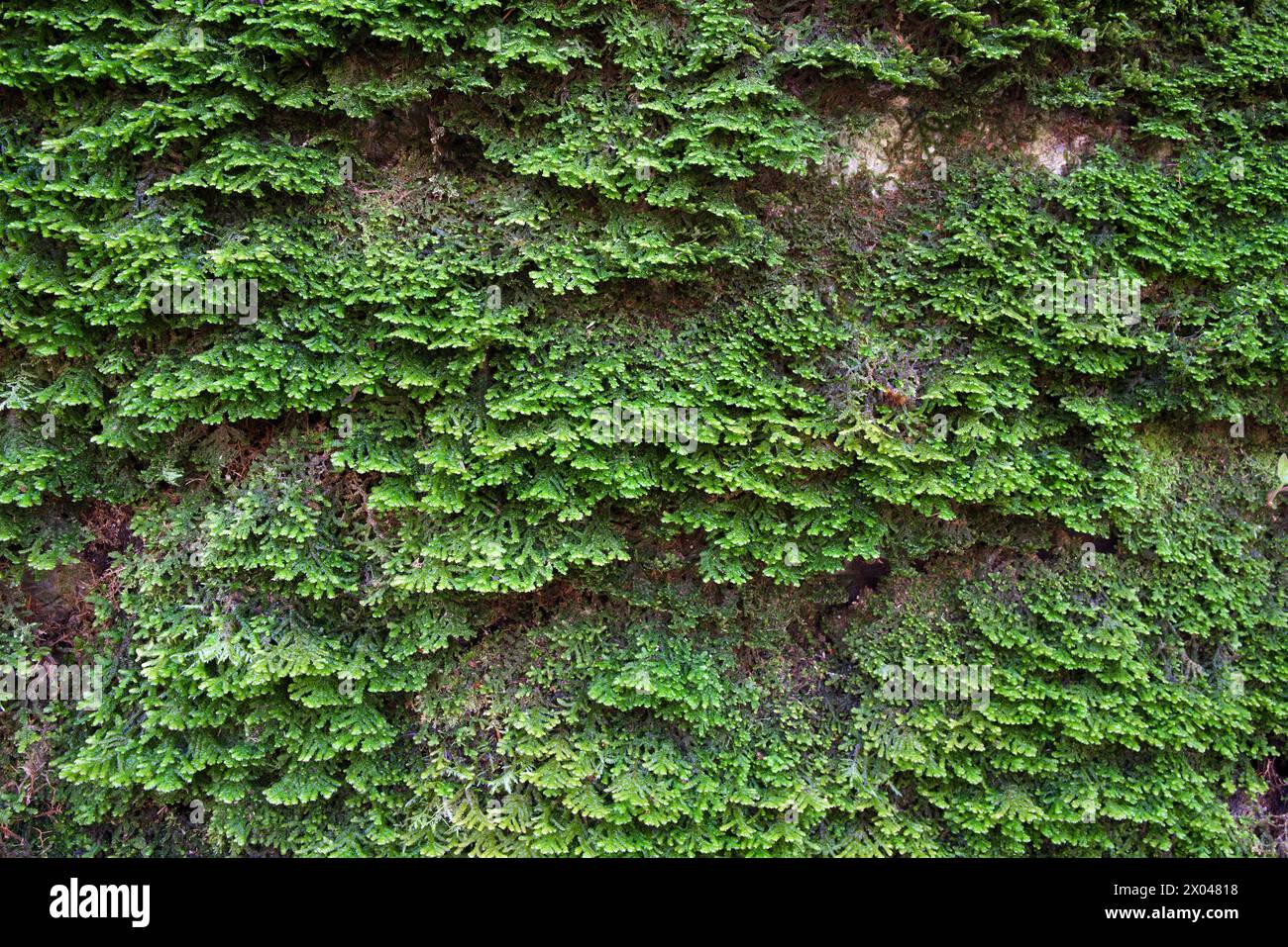 La Porella platyphylla (Wall Scalewort) è comune sulle scogliere calcaree e sui massi. È originaria dell'Eurasia e del Nord America. Foto Stock