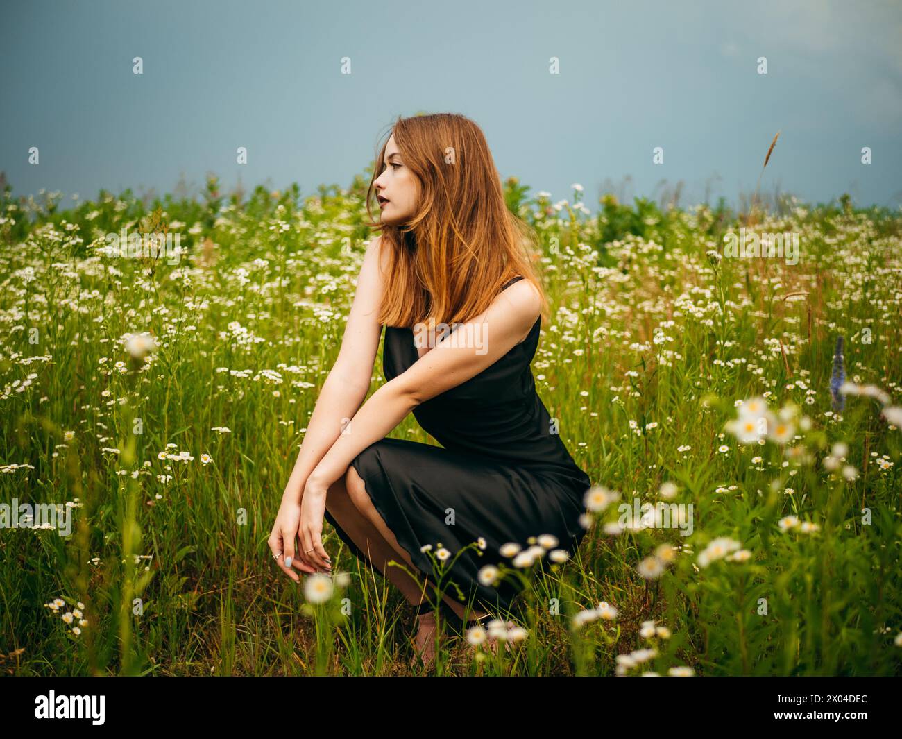 La bella ragazza con un abito da sera nero si accovacciava davanti a un campo a margherita in una nuvolosa giornata estiva. Ritratto di una modella femminile all'aperto. Foto Stock