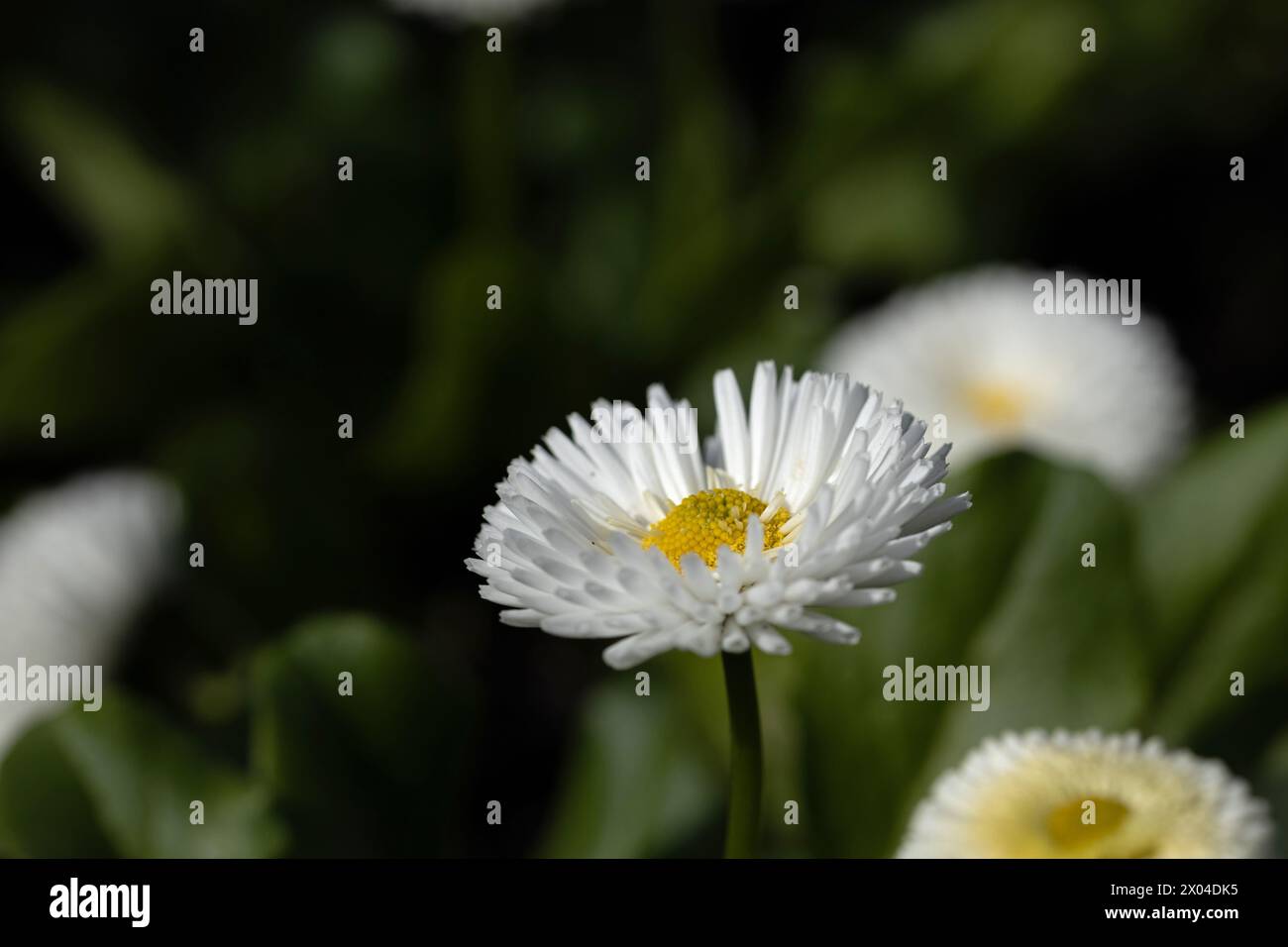 foto macro di bellissimi fiori a margherita con bokeh Foto Stock
