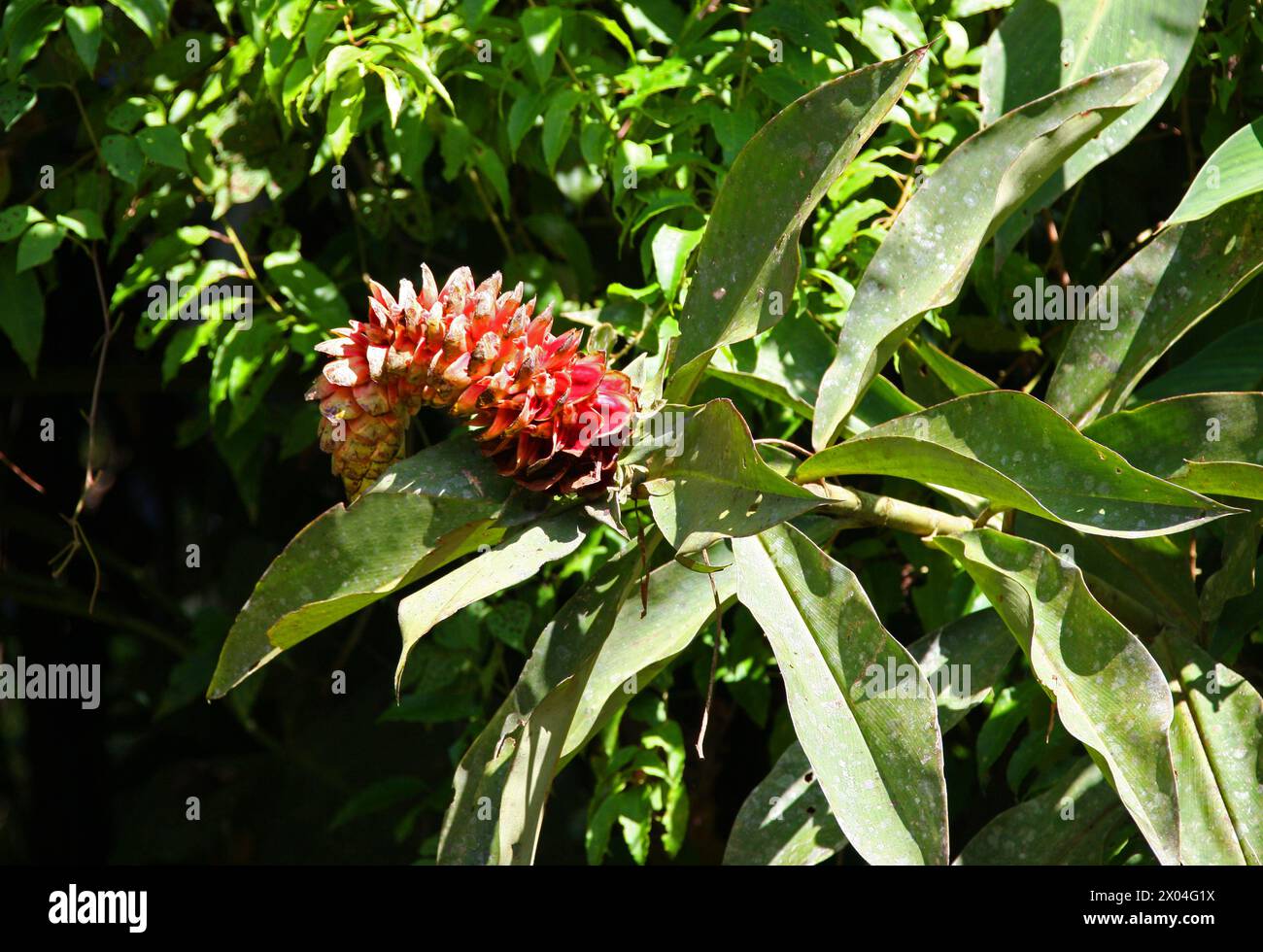 Spiral Ginger, Costus barbatus, Costaceae. Cresce selvaggia lungo un fiume a Tortuguero, Costa Rica, America centrale. Foto Stock