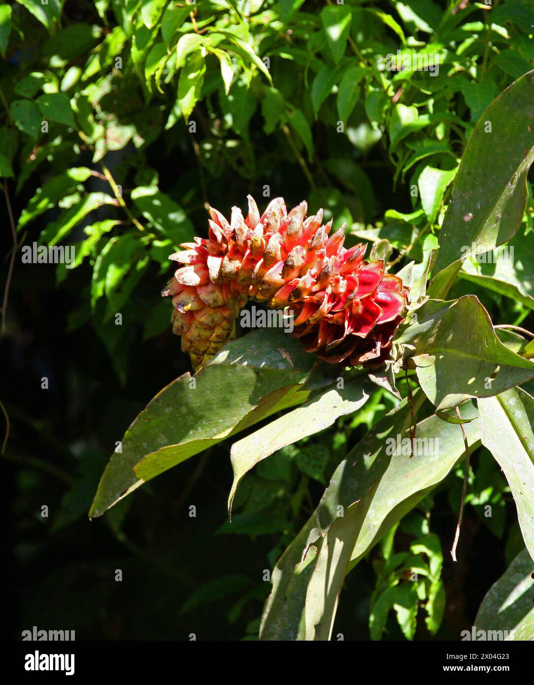 Spiral Ginger, Costus barbatus, Costaceae. Cresce selvaggia lungo un fiume a Tortuguero, Costa Rica, America centrale. Foto Stock