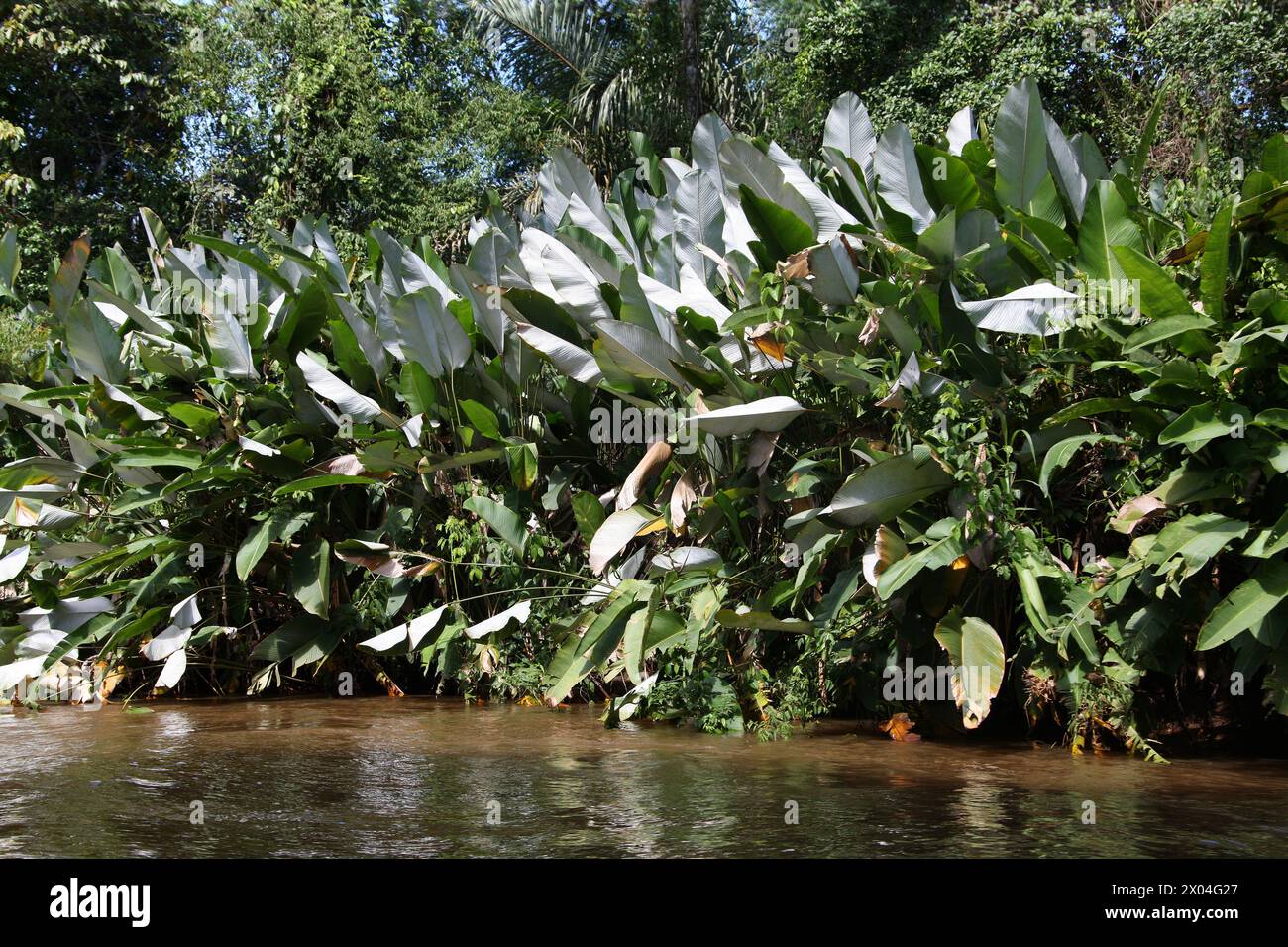 Large Tropical Plant, Calathea lutea, Marantaceae. Tortuguero, Costa Rica, America centrale. Foto Stock