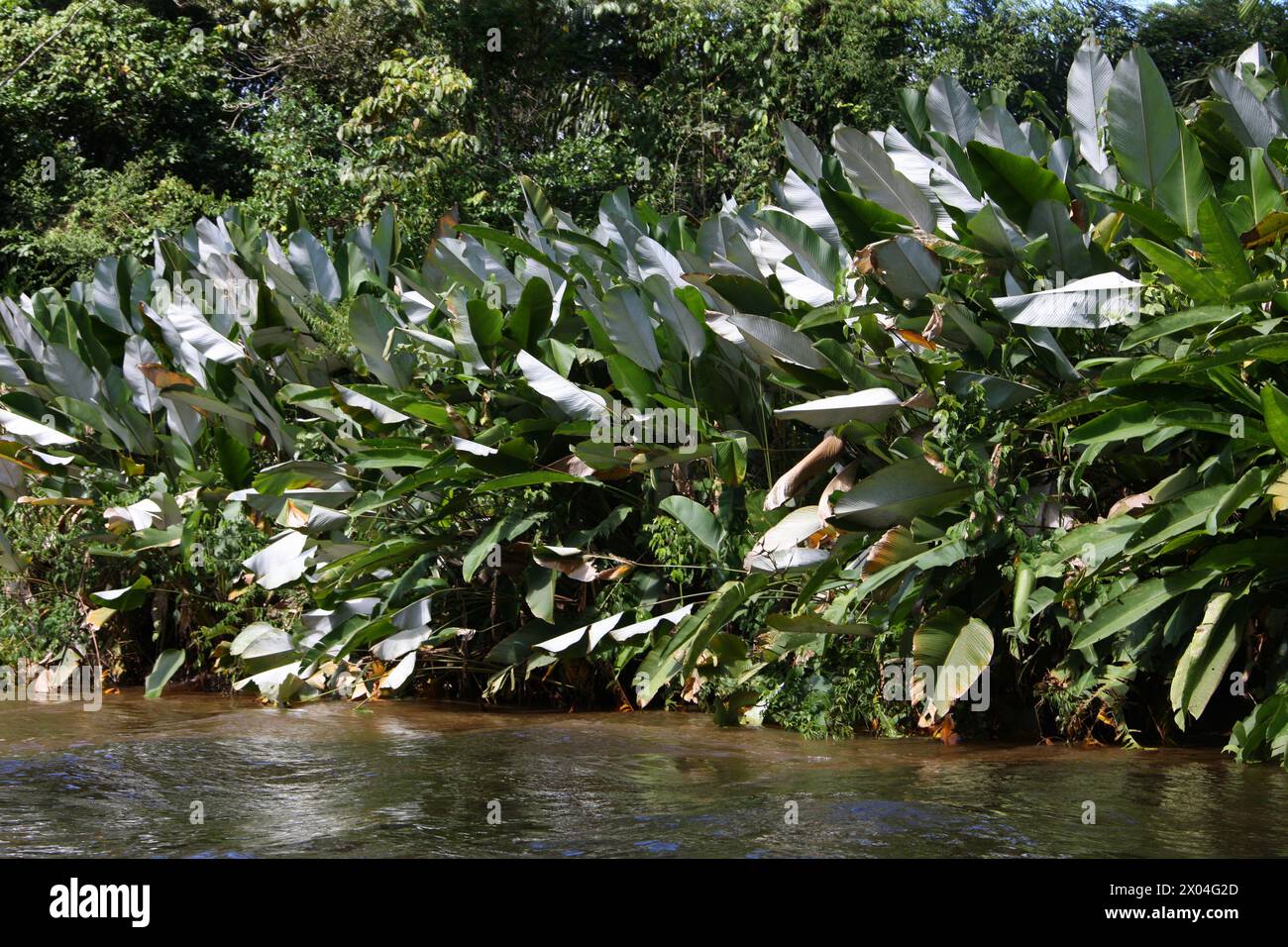 Large Tropical Plant, Calathea lutea, Marantaceae. Tortuguero, Costa Rica, America centrale. Foto Stock