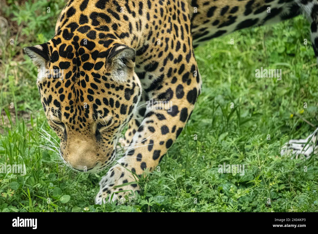 Vista ravvicinata di un giaguaro (Panthera onca) allo zoo di Birmingham, Alabama. (USA) Foto Stock