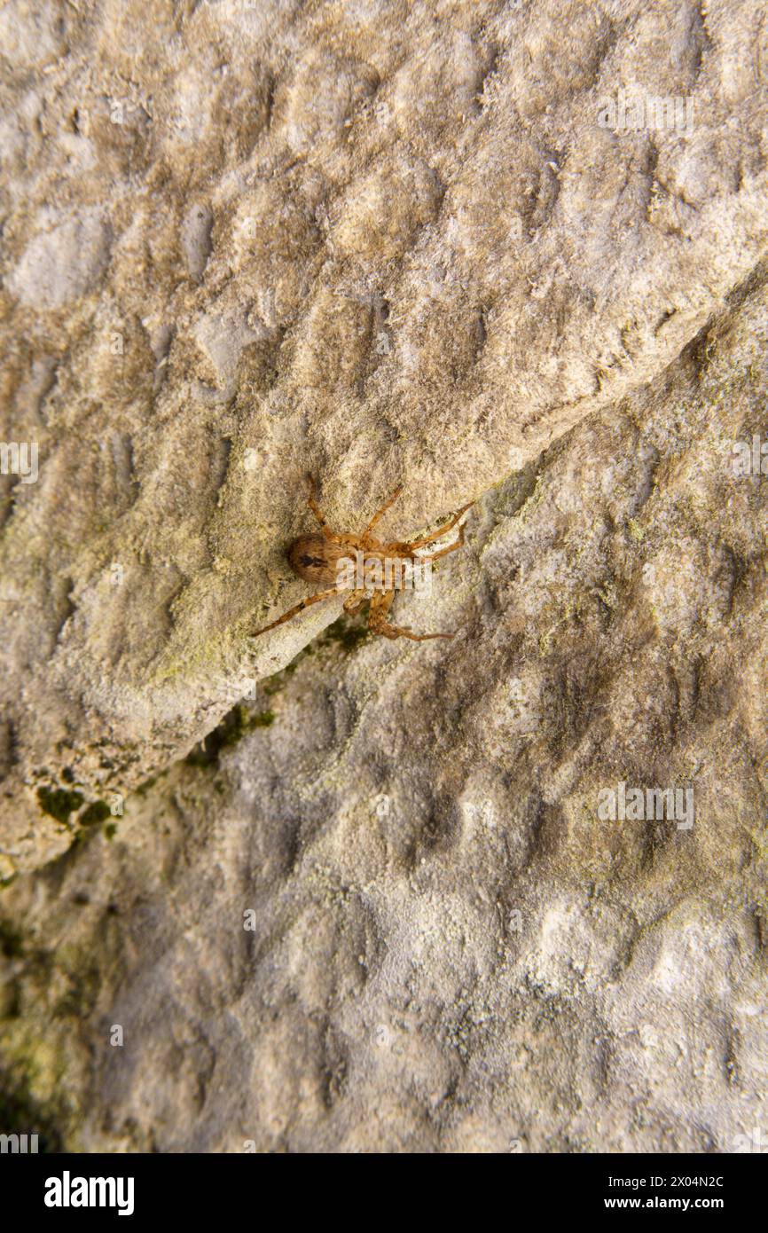 Anyphaena accentuata famiglia Anyphaenidae genere Anyphaena ronzante Spider natura selvaggia insetti fotografia, foto, sfondo Foto Stock