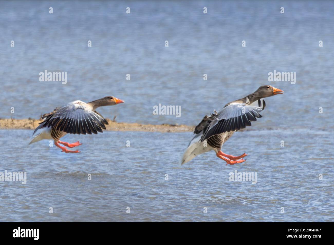 Greylag Goose, Graylag Geese, Regno Unito Foto Stock