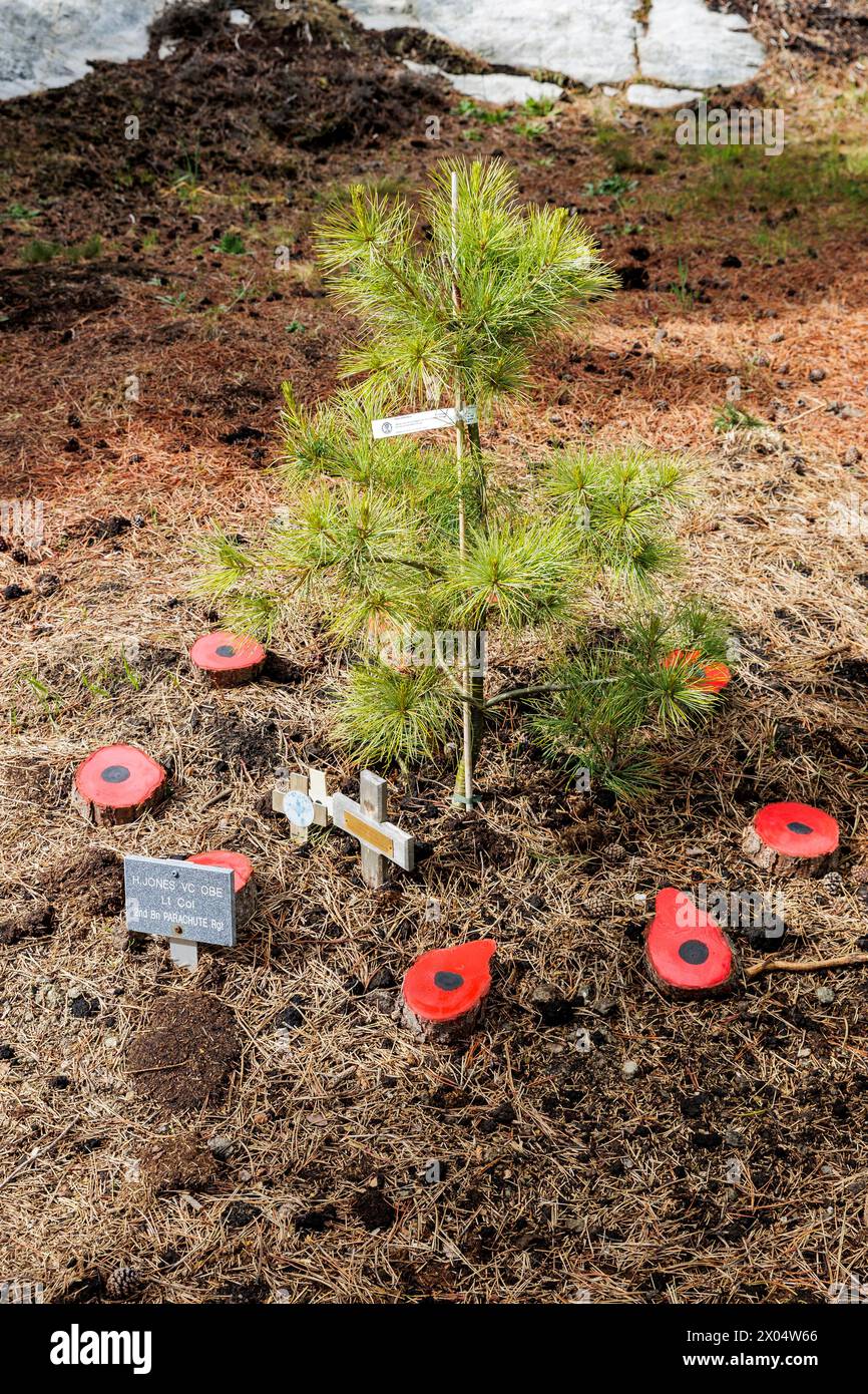 Colonnello H Jones Remembrance Tree circondato da papaveri in Memorial Wood, 1982, Stanley, Isole Falkland, sabato, 2 dicembre 2023. Foto Stock