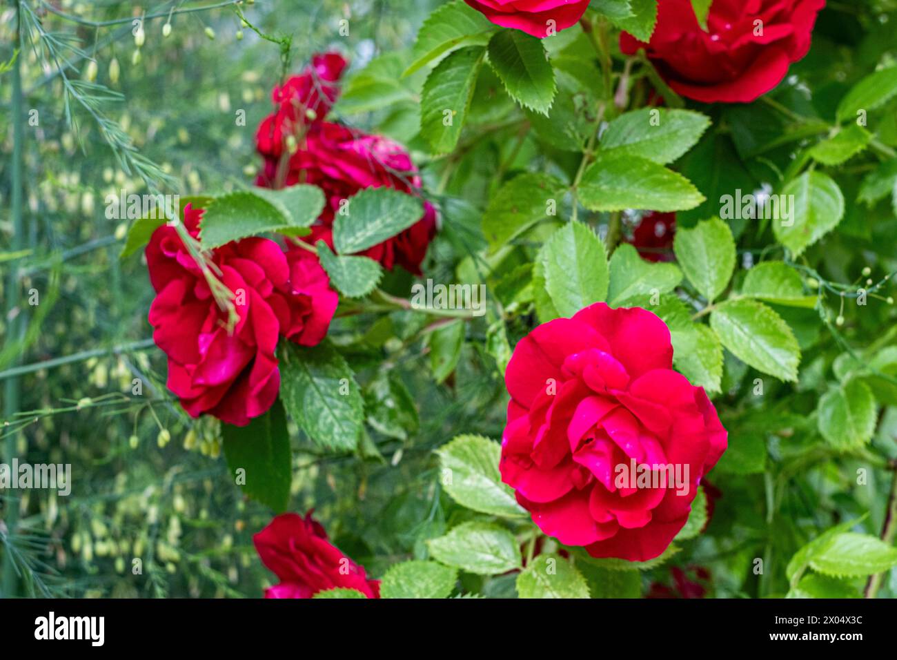 Le vivaci rose rosse fioriscono su uno sfondo verde lussureggiante, l'essenza di un fiorente giardino catturato alla luce del giorno. Foto di alta qualità Foto Stock