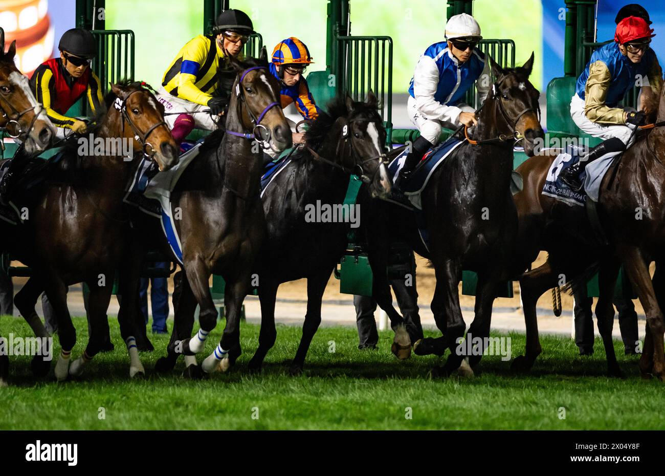 Il campo per il 2024 gruppo 1 Longines Dubai Sheema Classic si rompe dalle porte dell'ippodromo di Meydan, 30/03/24. Crediti JTW equine Images / Alamy. Foto Stock