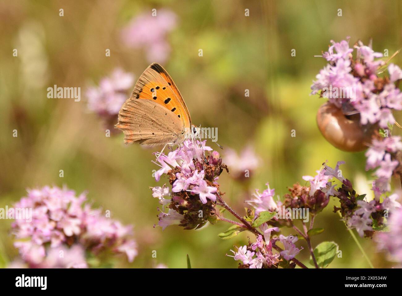 Piccola farfalla di rame che si nutre della maggiorana selvatica durante l'estate. Hertfordshire, Inghilterra, Regno Unito. Foto Stock