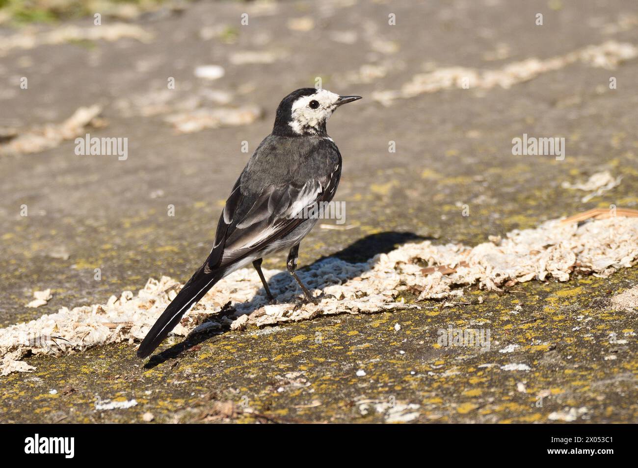 Pied Wagtail sulle rive di pietra di un bacino idrico durante l'estate. Londra, Inghilterra, Regno Unito. Foto Stock