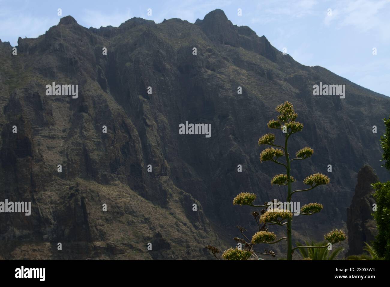 Una pianta selvatica in primo piano sul paesaggio montuoso di Masca, un'area turistica dell'isola delle Canarie di Tenerife (Spagna) Foto Stock Una pianta selvatica in primo piano sul paesaggio montuoso di Masca, un'area turistica dell'isola delle Canarie di Tenerife (Spagna) Foto Stock