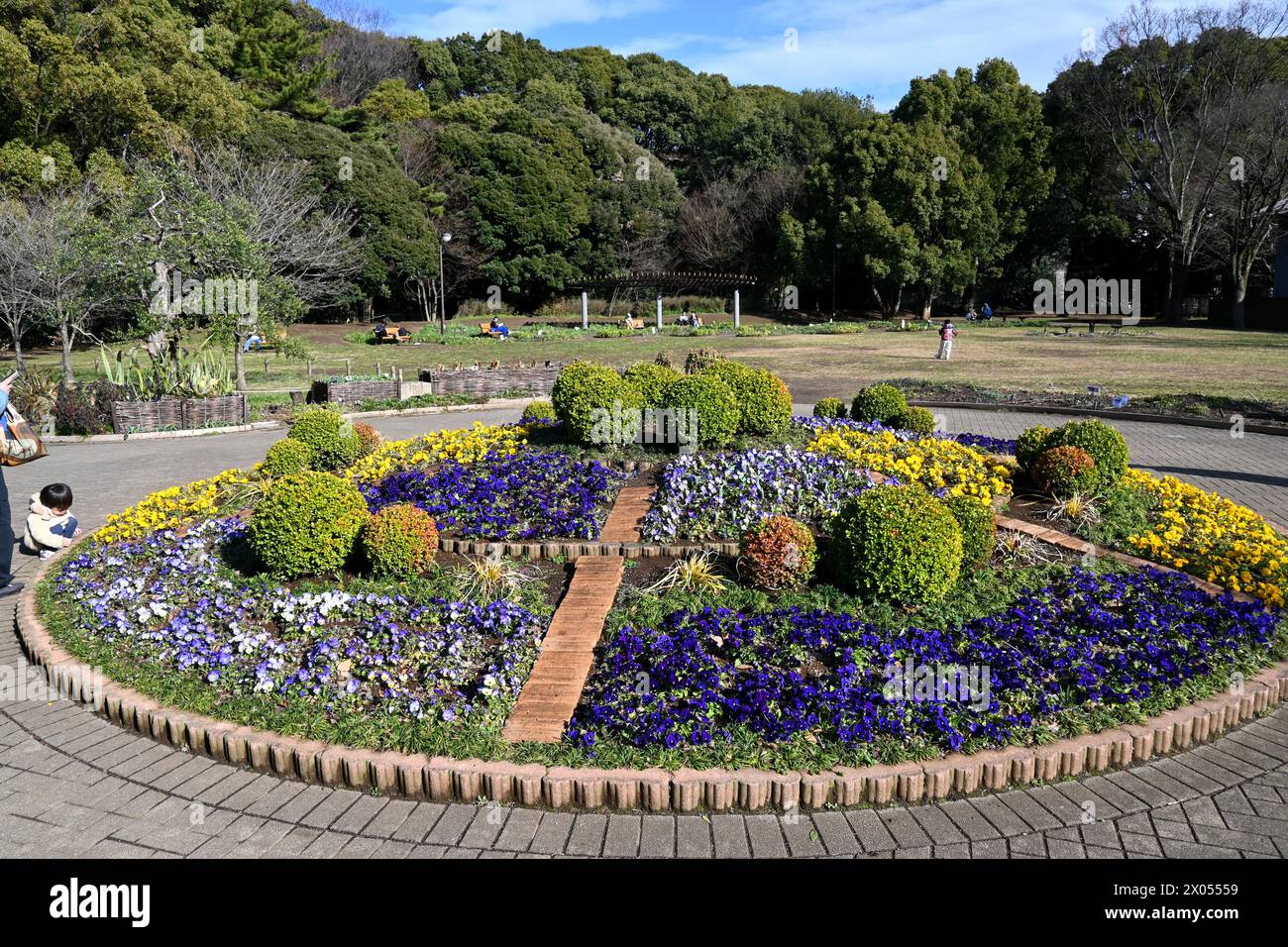 Fiori nel giardino degli ulivi del parco Yoyogi - Yoyogikamizonocho, Shibuya City, Tokyo, Giappone - 1 marzo 2024 Foto Stock