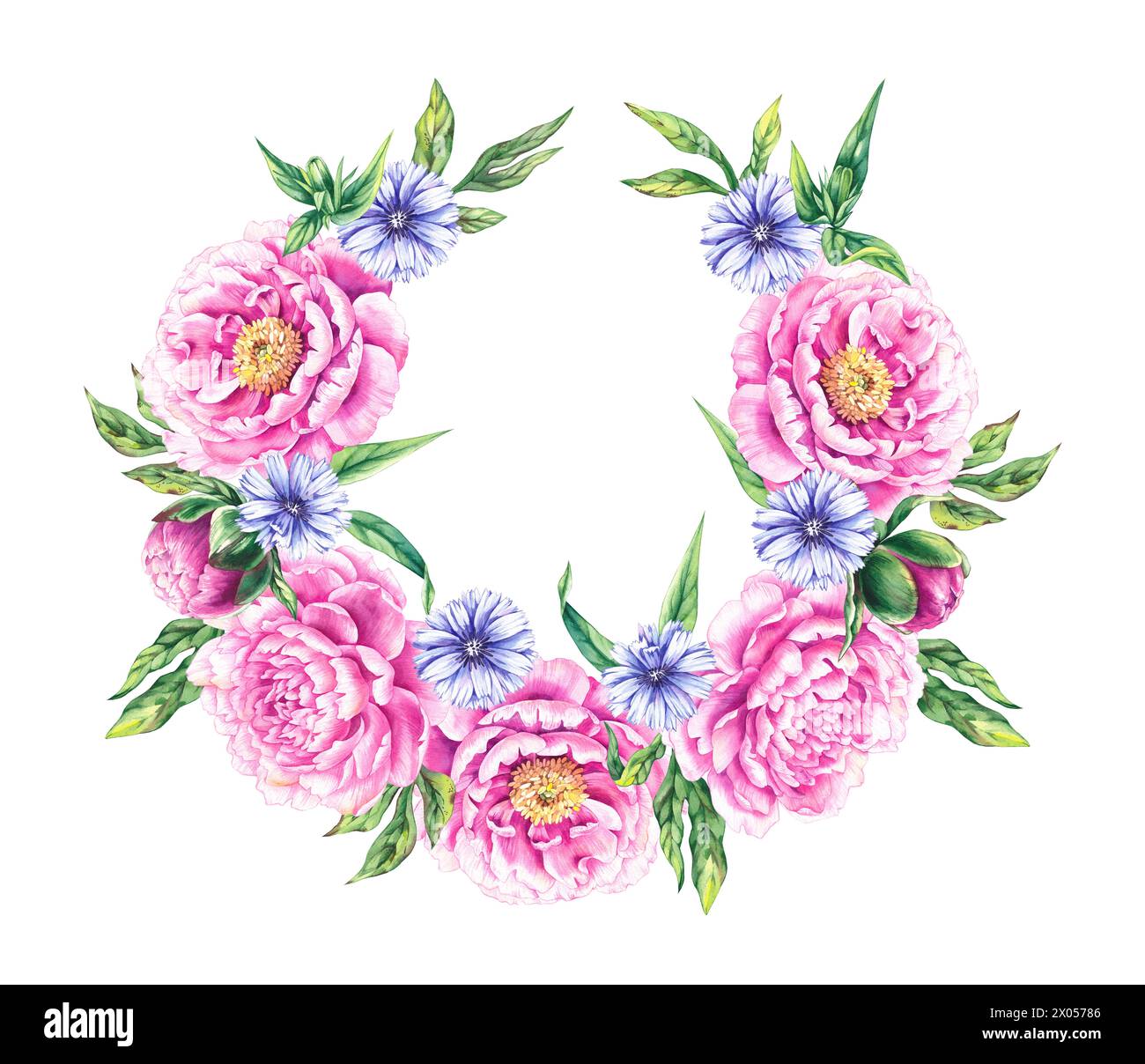 Ghirlanda di peonia con fiori di cicoria. Corona floreale rosa con fiori blu della cicoria vegetale medicinale. Corona di acquerelli di fiori disegnati a mano isolata Foto Stock