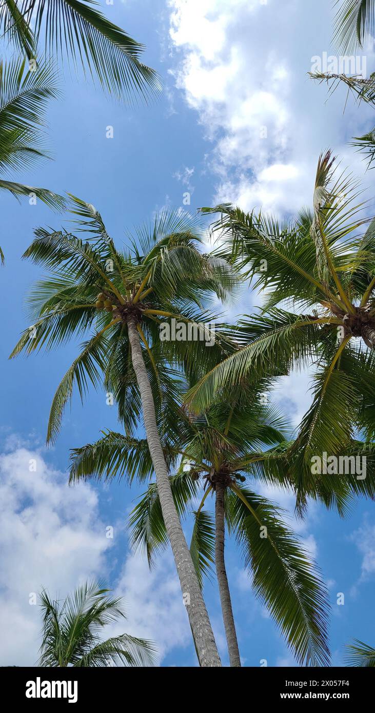 Le splendide e alte palme delle Bahamas sono perfette per ammirare il cielo blu con nuvole bianche Foto Stock