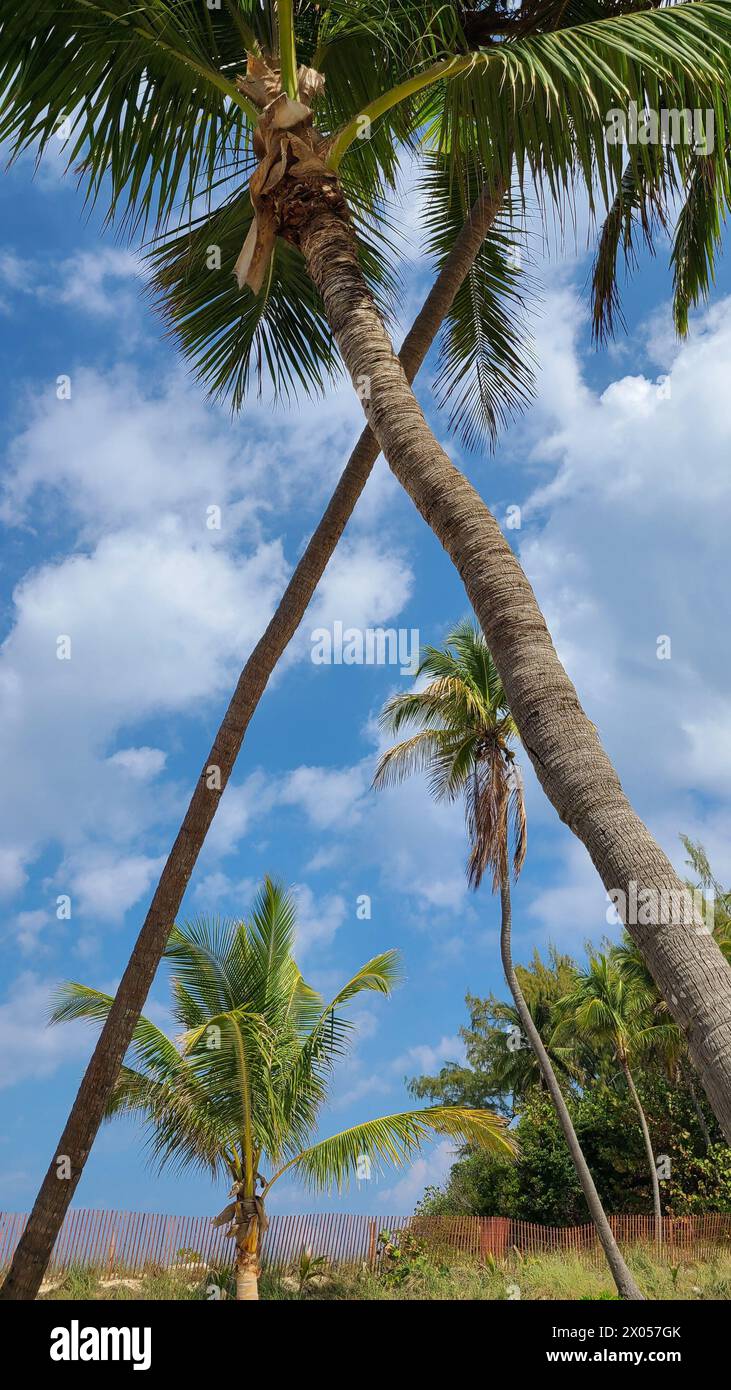 Le splendide e alte palme delle Bahamas sono perfette per ammirare il cielo blu con nuvole bianche Foto Stock