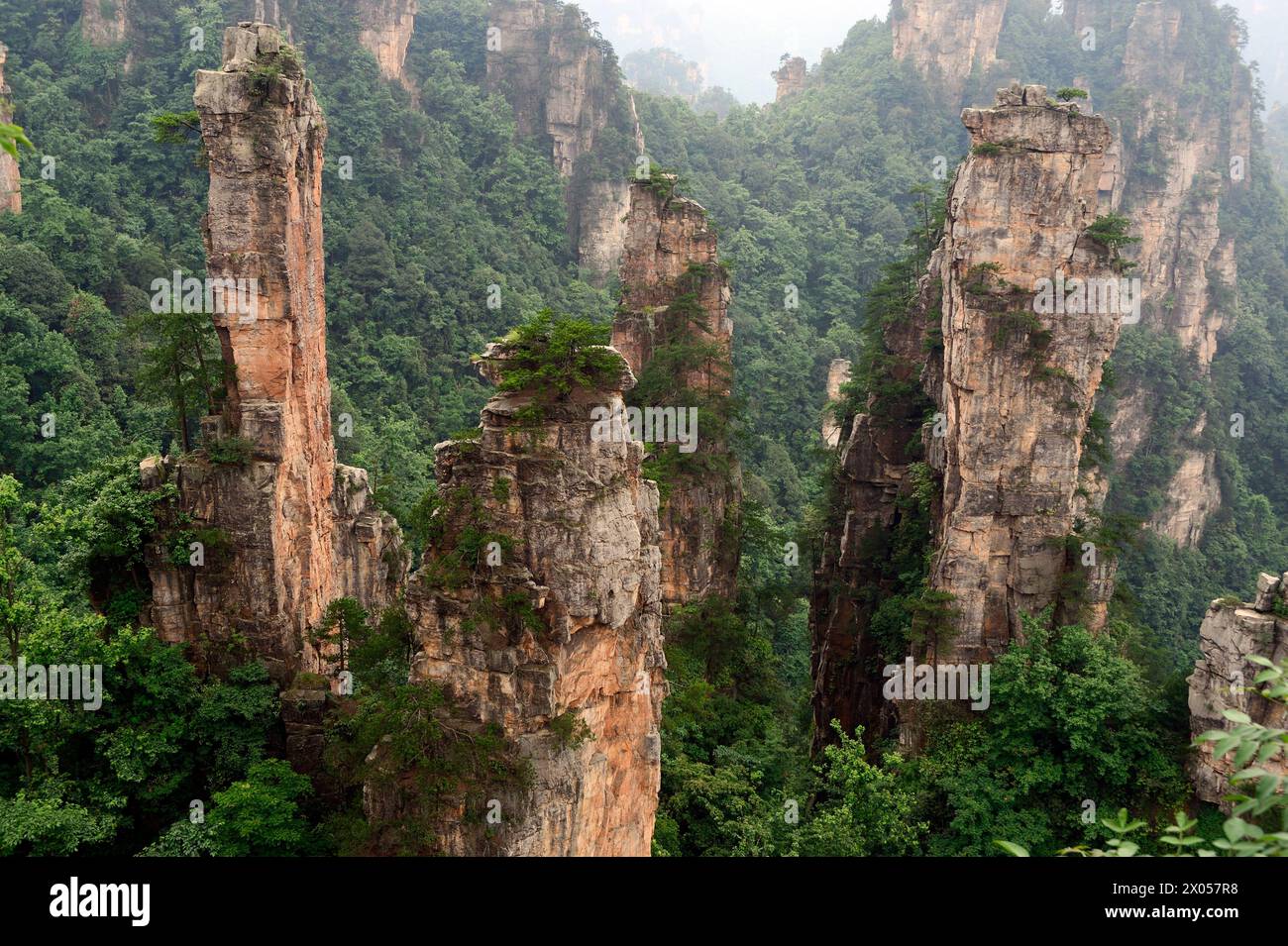 Colonne di arenaria sorgono sopra la lussureggiante foresta del Parco Nazionale della Foresta di Zhangjiajie nell'area panoramica di Wulingyuan, Cina. Foto Stock