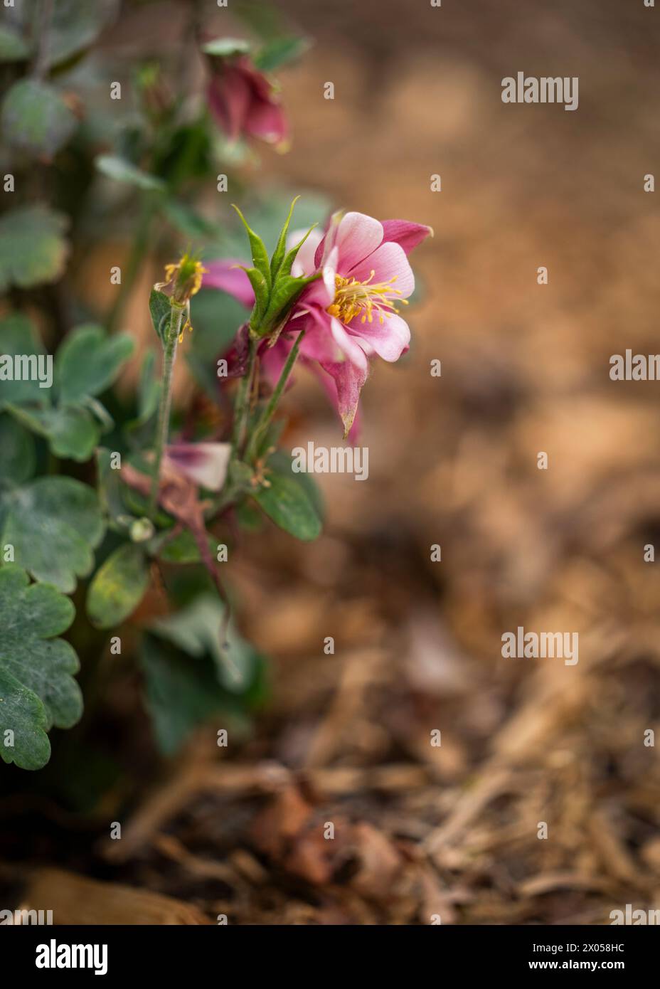 Columbine rosa in un giardino Foto Stock