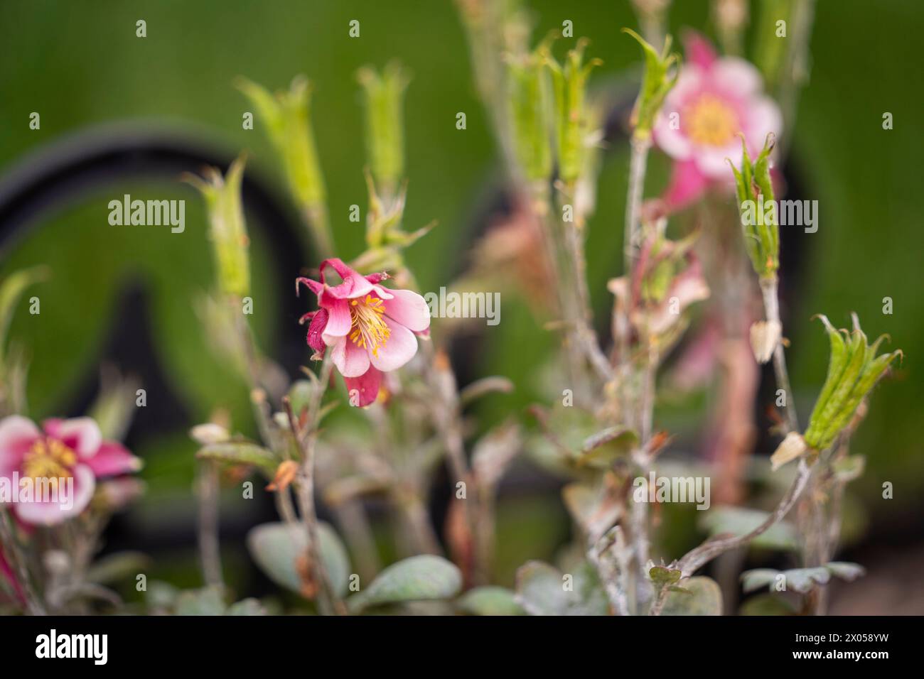 Columbine rosa in un giardino Foto Stock