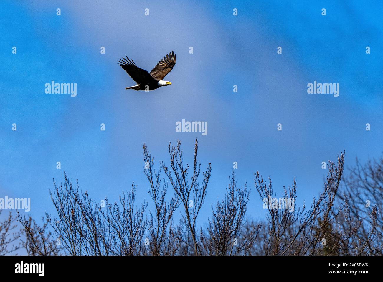 L'aquila calva americana si libra sotto un cielo blu profondo con ali spalmate Foto Stock