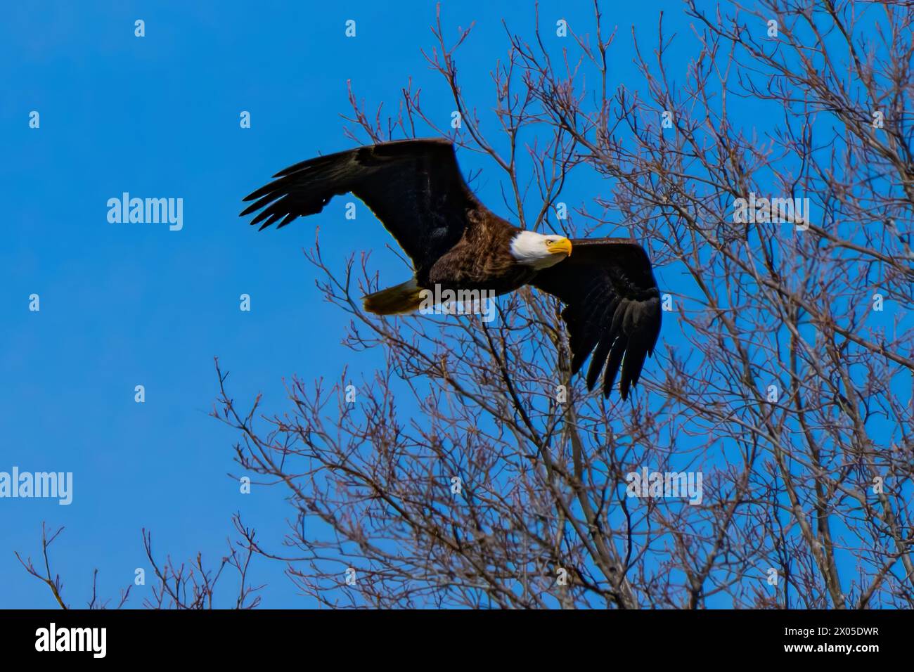 L'aquila calva americana si libra sotto un cielo blu profondo con ali spalmate Foto Stock